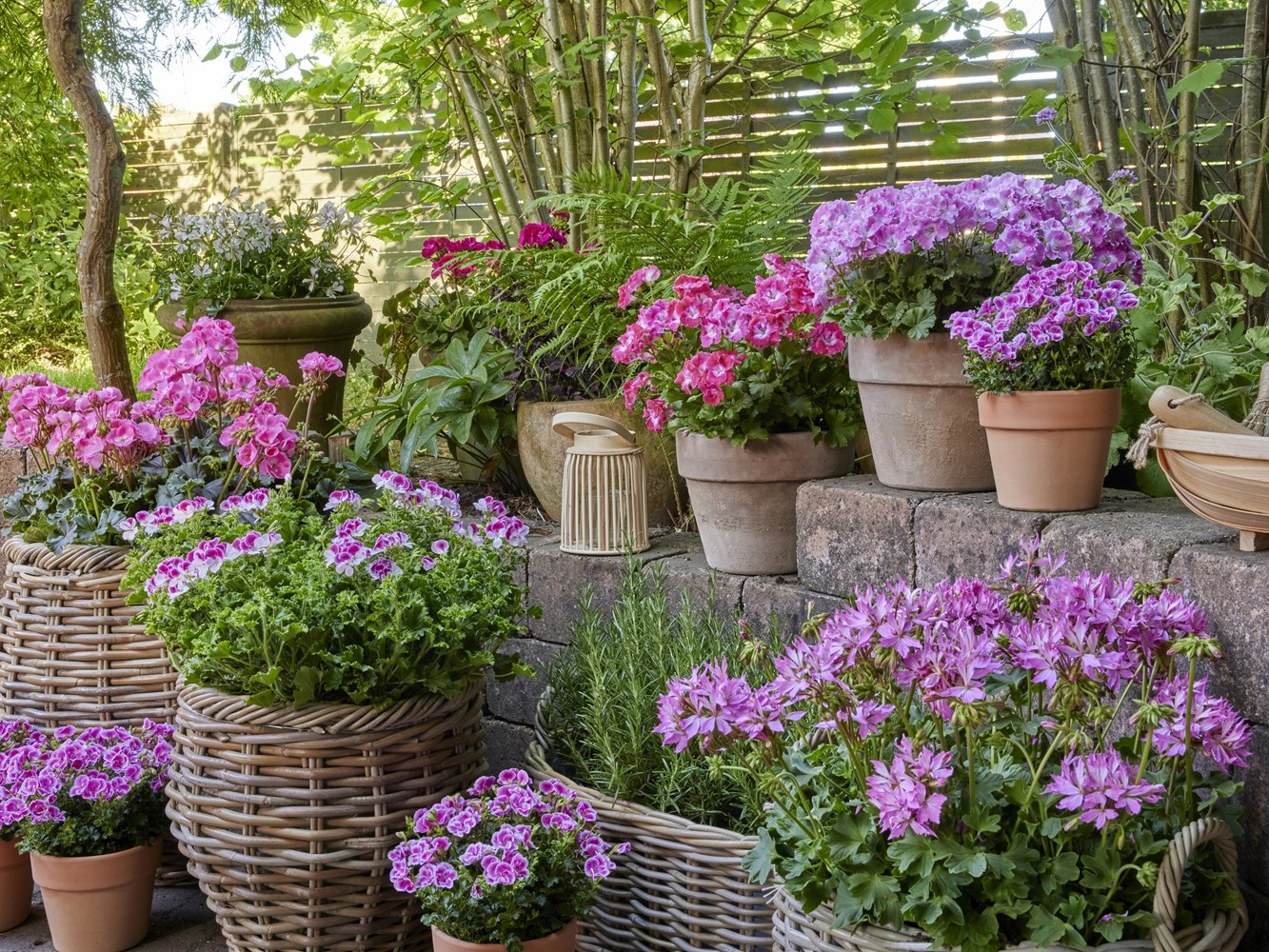 2025_Geraniums_3000_Serene_Garden_Getaway_09