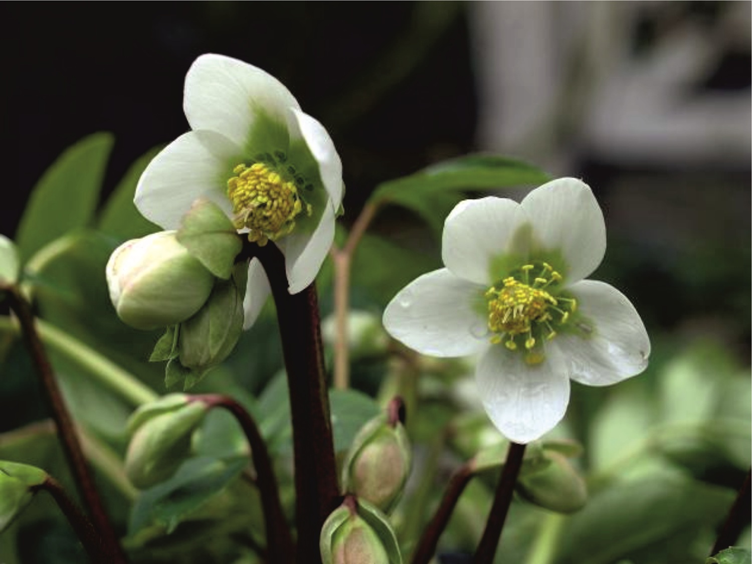 Helleborus niger-weiß-bub-herb