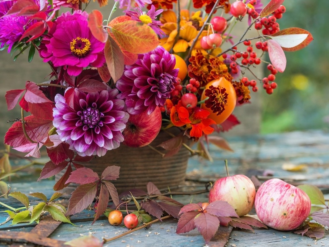 Schnittblumen_Herbst_shutterstock (1) Autumn flowers closeup background, fall flowers bouquet, florist composition with dahlia and apples