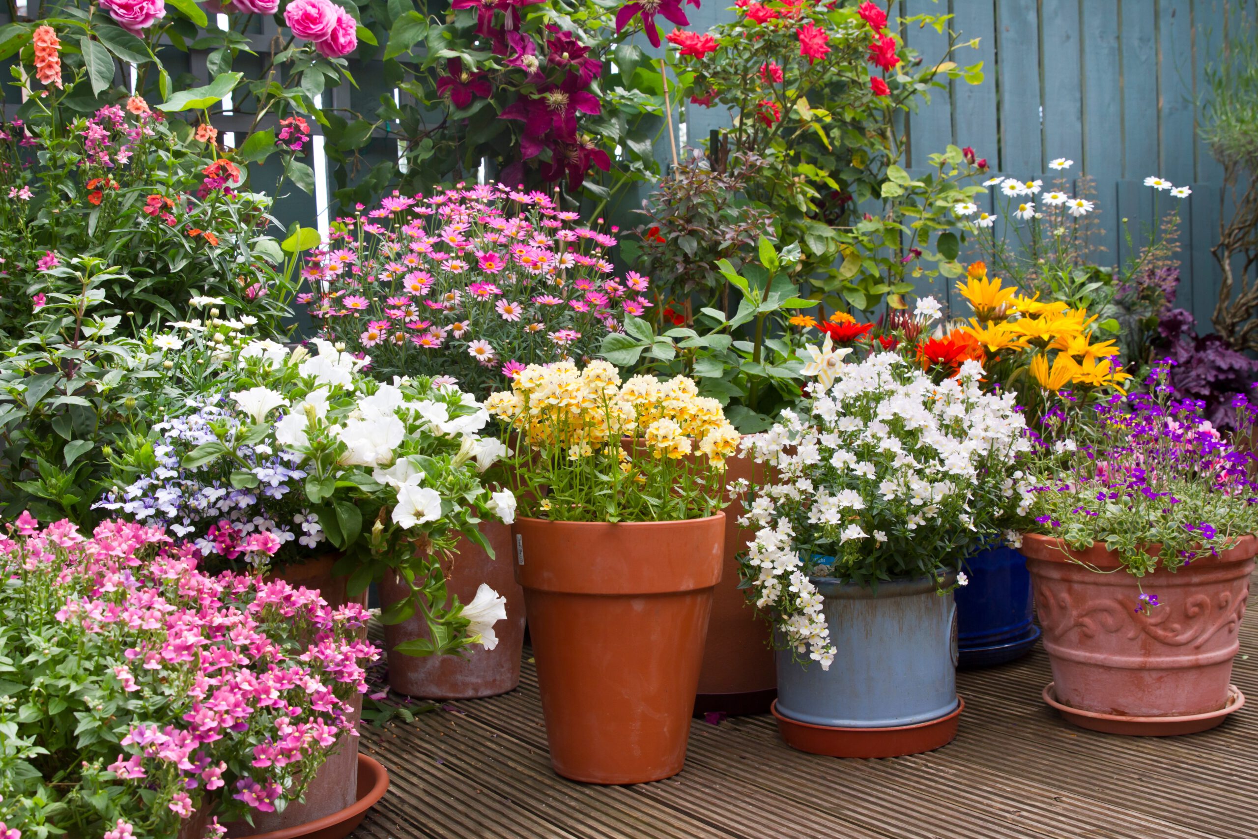 Patio,Area,Surrounded,By,Various,Colourful,Potted,Plants.,Container,Gardening