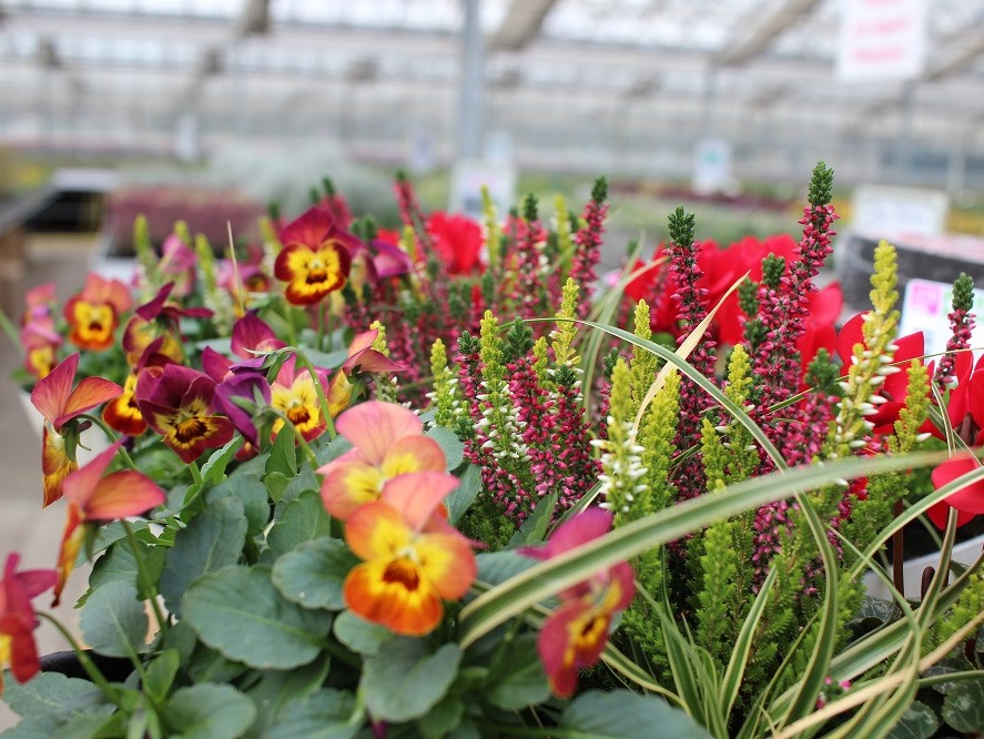 herb-Viola2-Calluna-Pfeffer2020 herb-Viola2-Calluna-Pfeffer2020